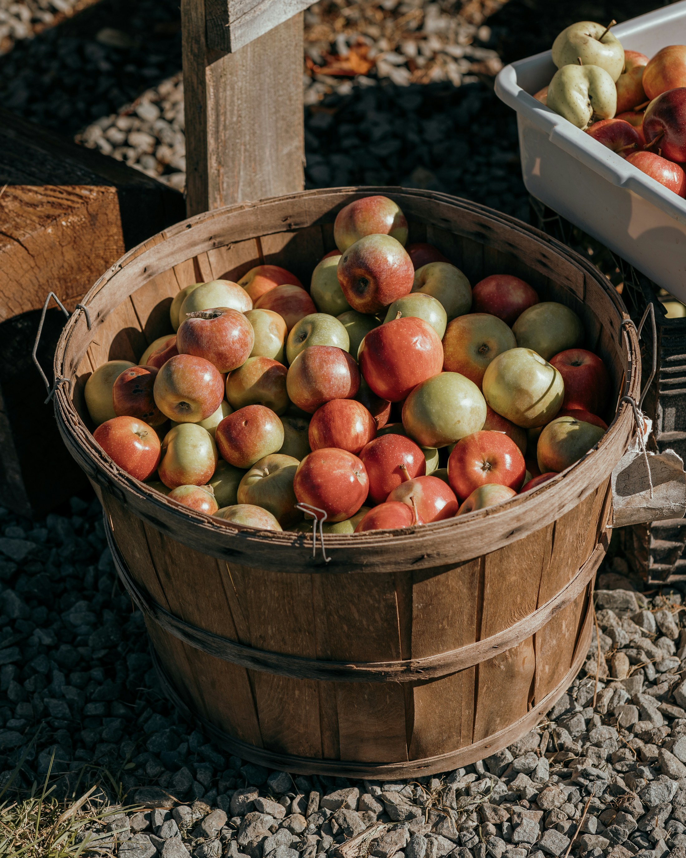 Fresh red apples gathered in a harvest basket