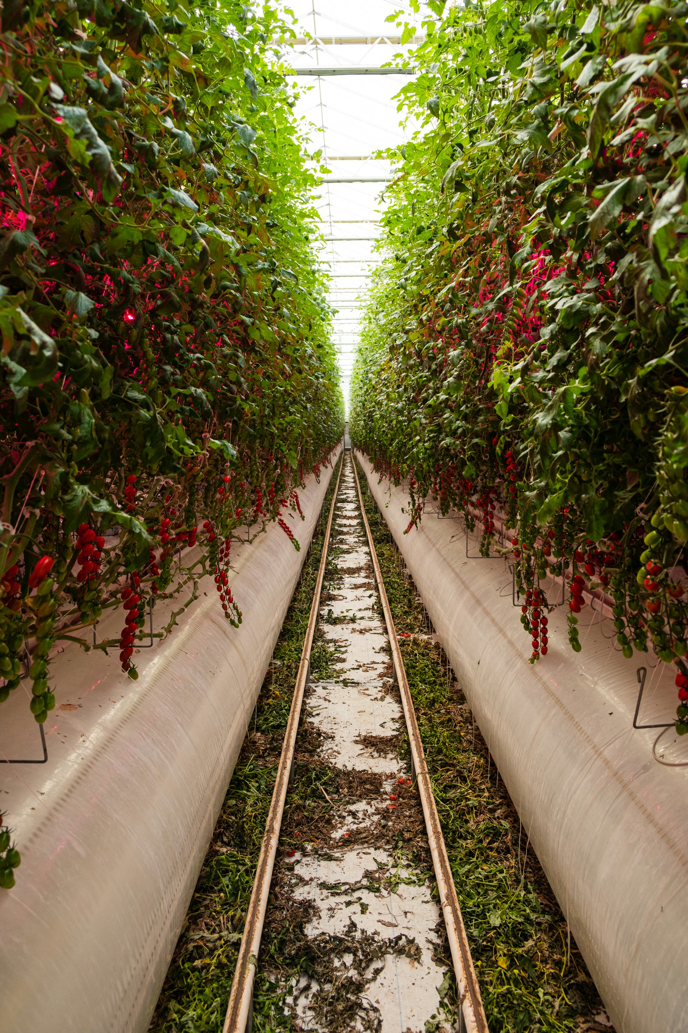 Rows of tomato plants in a real greenhouse in Shanghai, China